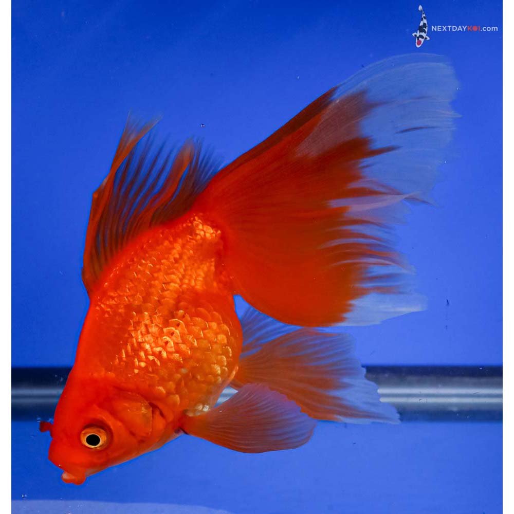 6.5” Imported Red Fantail