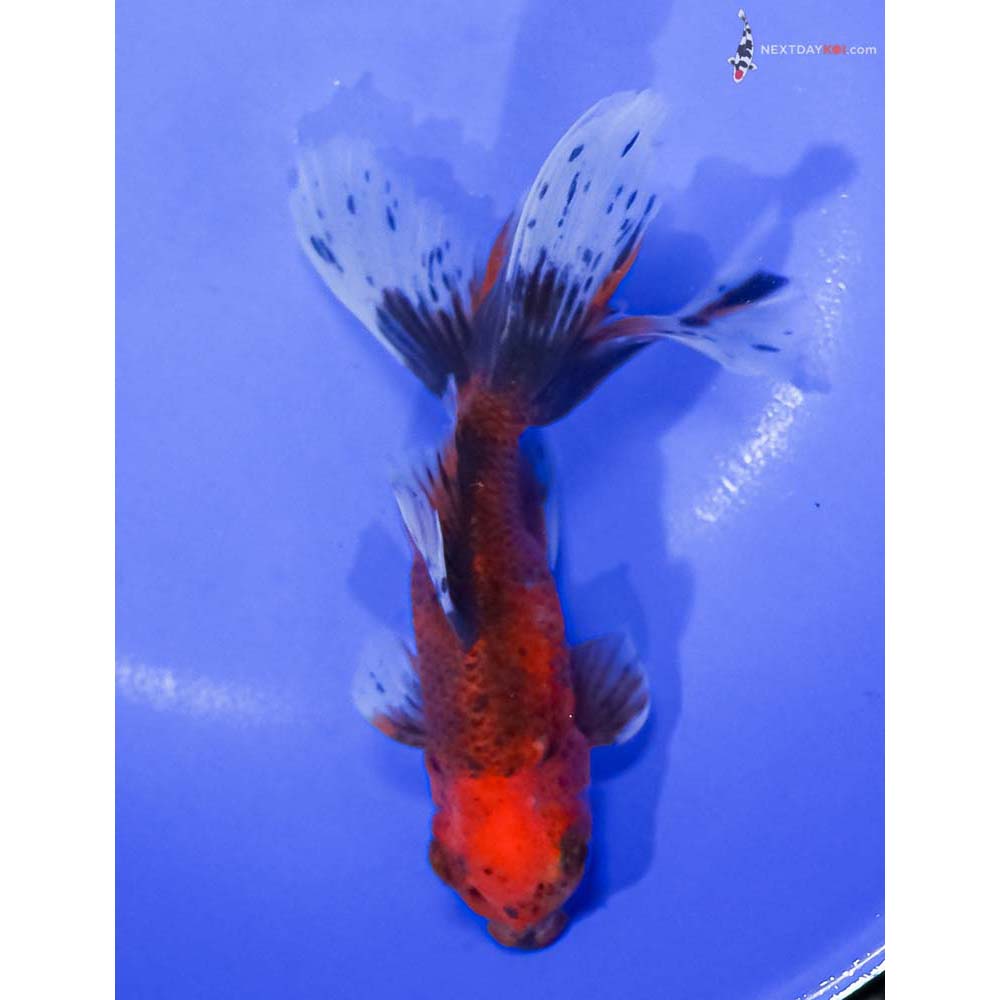 5.5” Imported Calico Fantail