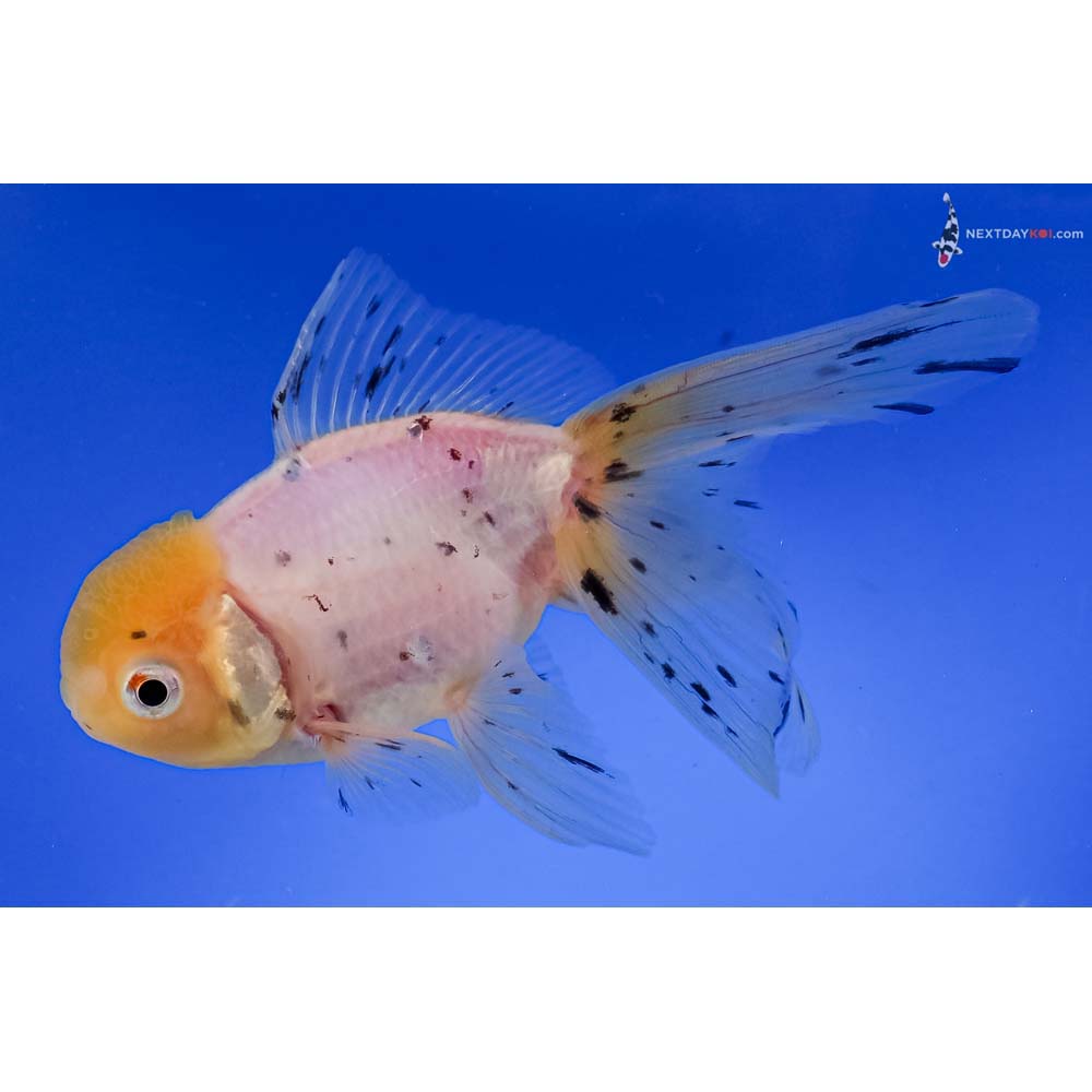 5.5” Imported Calico Oranda