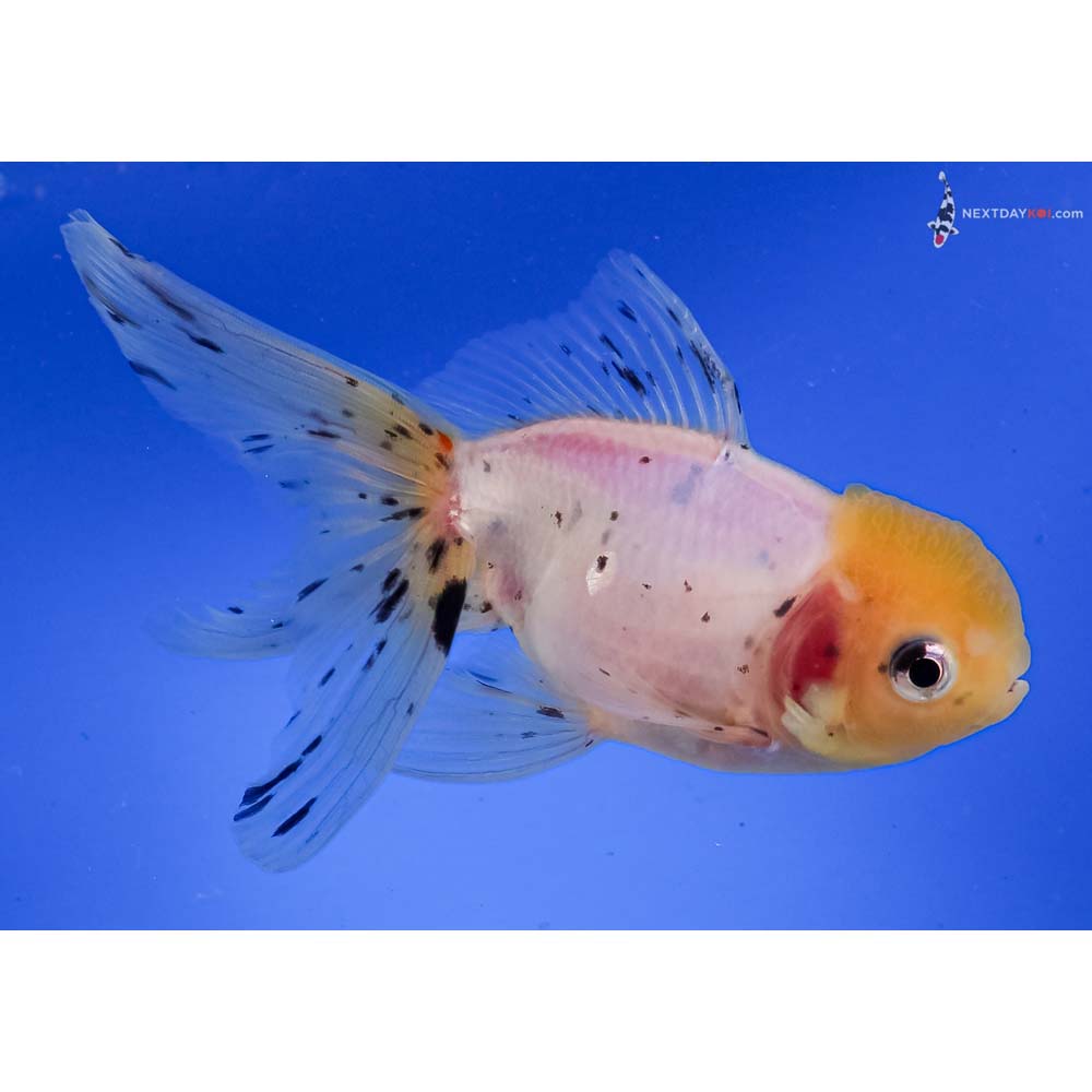 5.5” Imported Calico Oranda