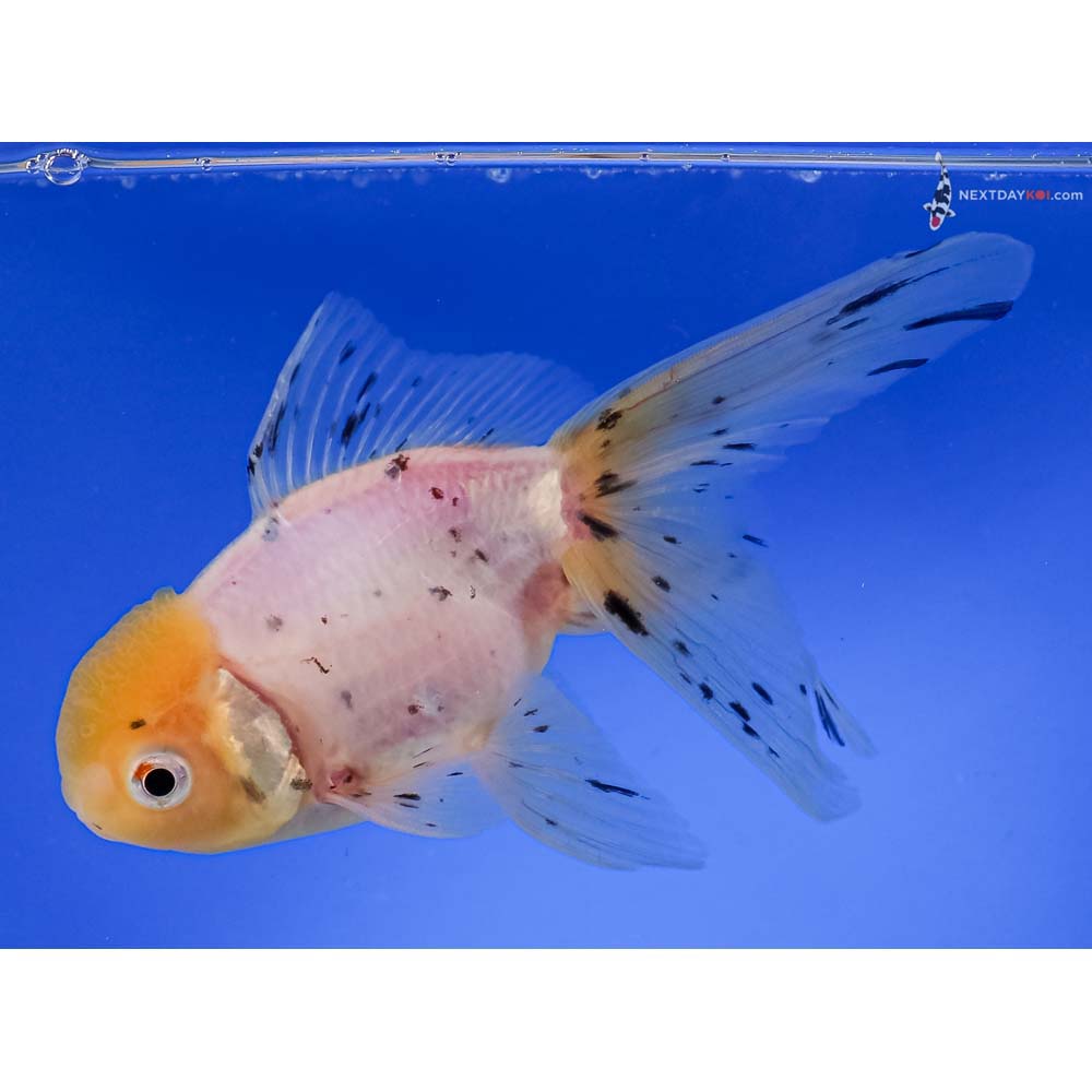 5.5” Imported Calico Oranda