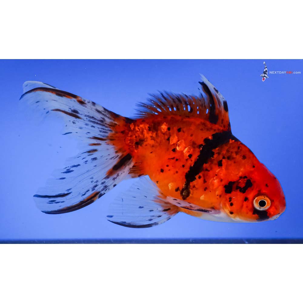 6” Imported Calico Fantail