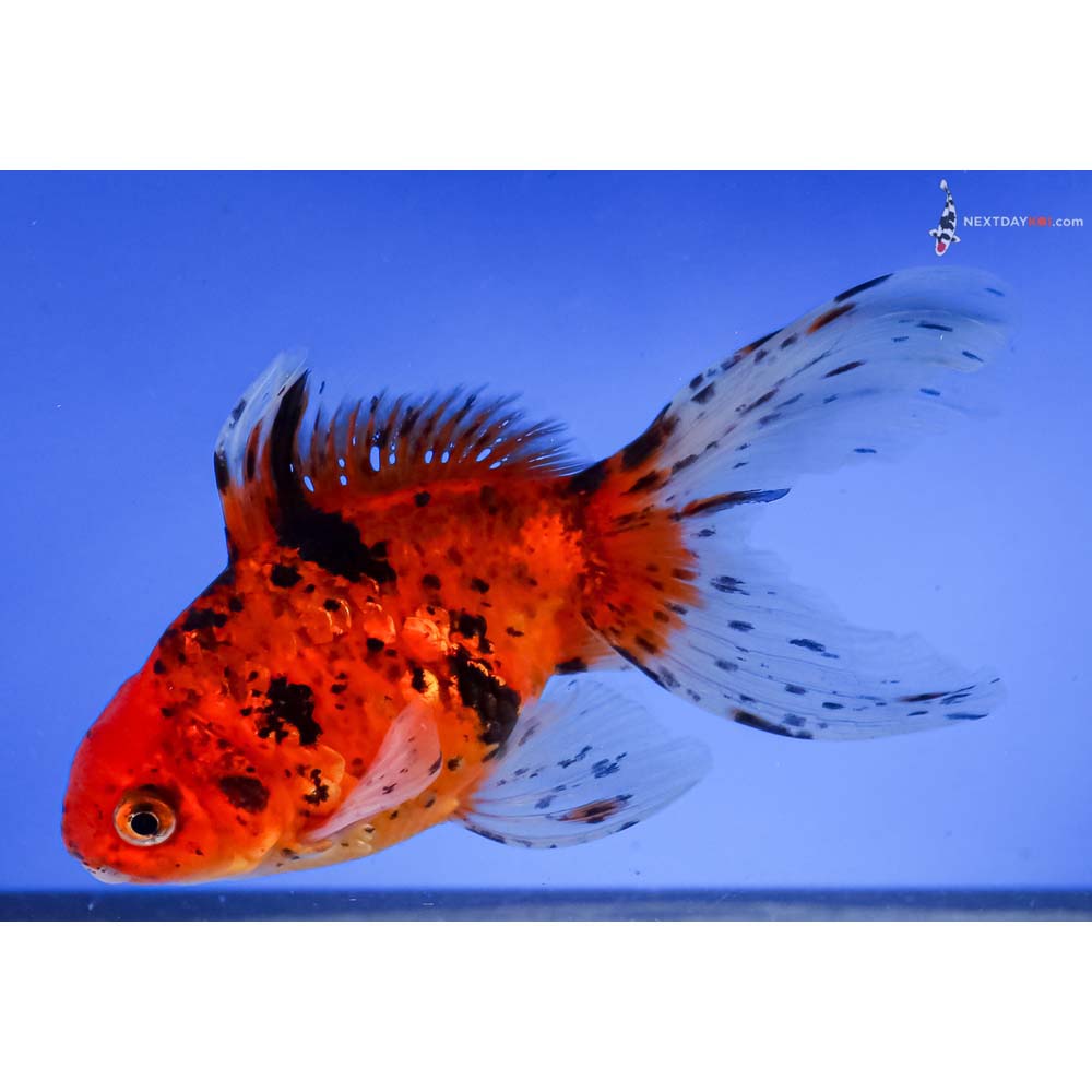 6” Imported Calico Fantail