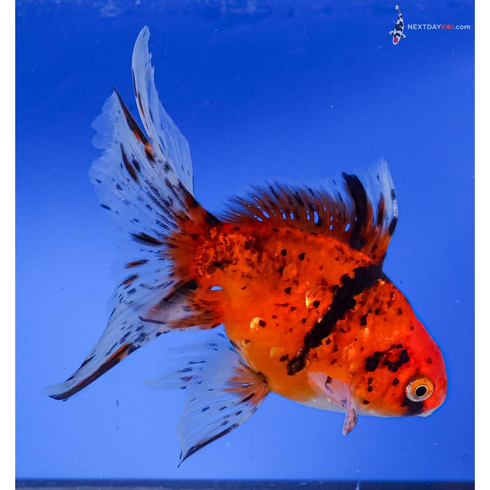 6” Imported Calico Fantail
