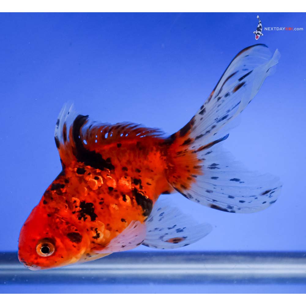 6” Imported Calico Fantail