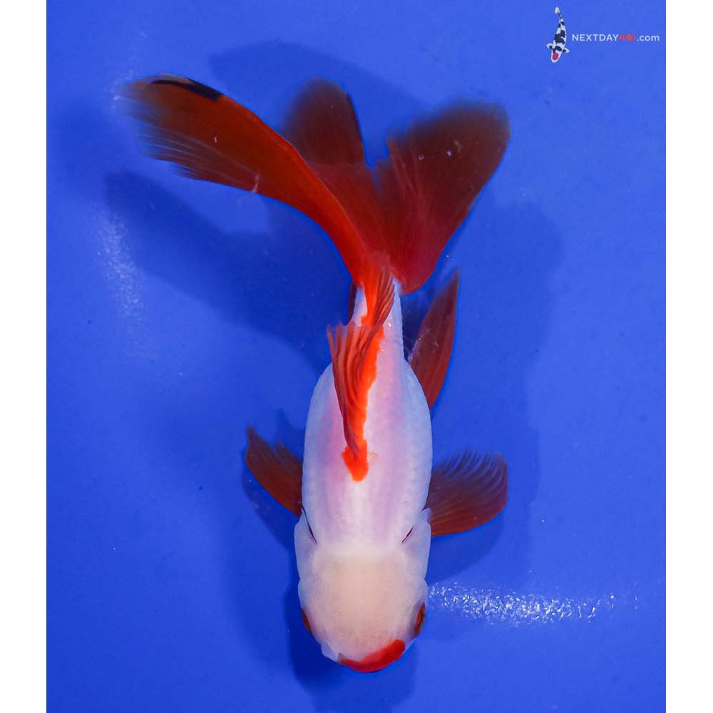 6” Imported Red and White Fantail