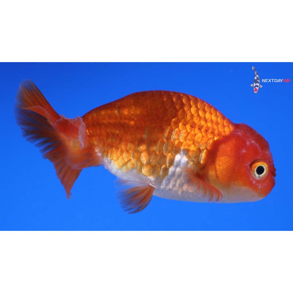 3.5” Imported Red and White Ranchu