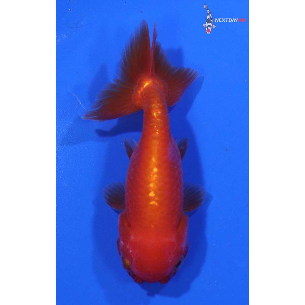 3.5” Imported Red and White Ranchu