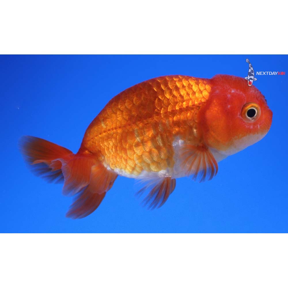 3.5” Imported Red and White Ranchu