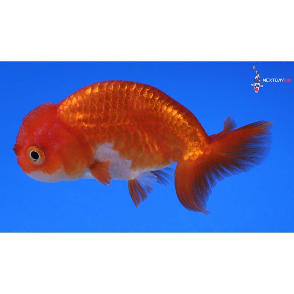 3.5” Imported Red and White Ranchu