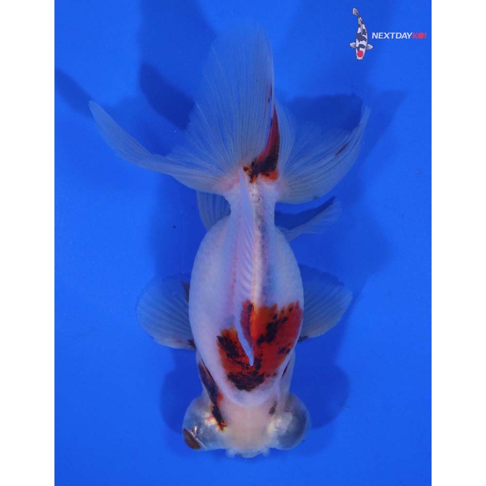 3.5” Imported Calico Telescope Fantail
