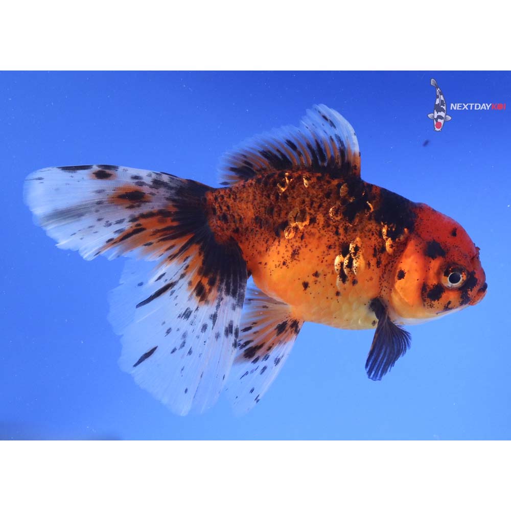 6” Imported Calico Oranda