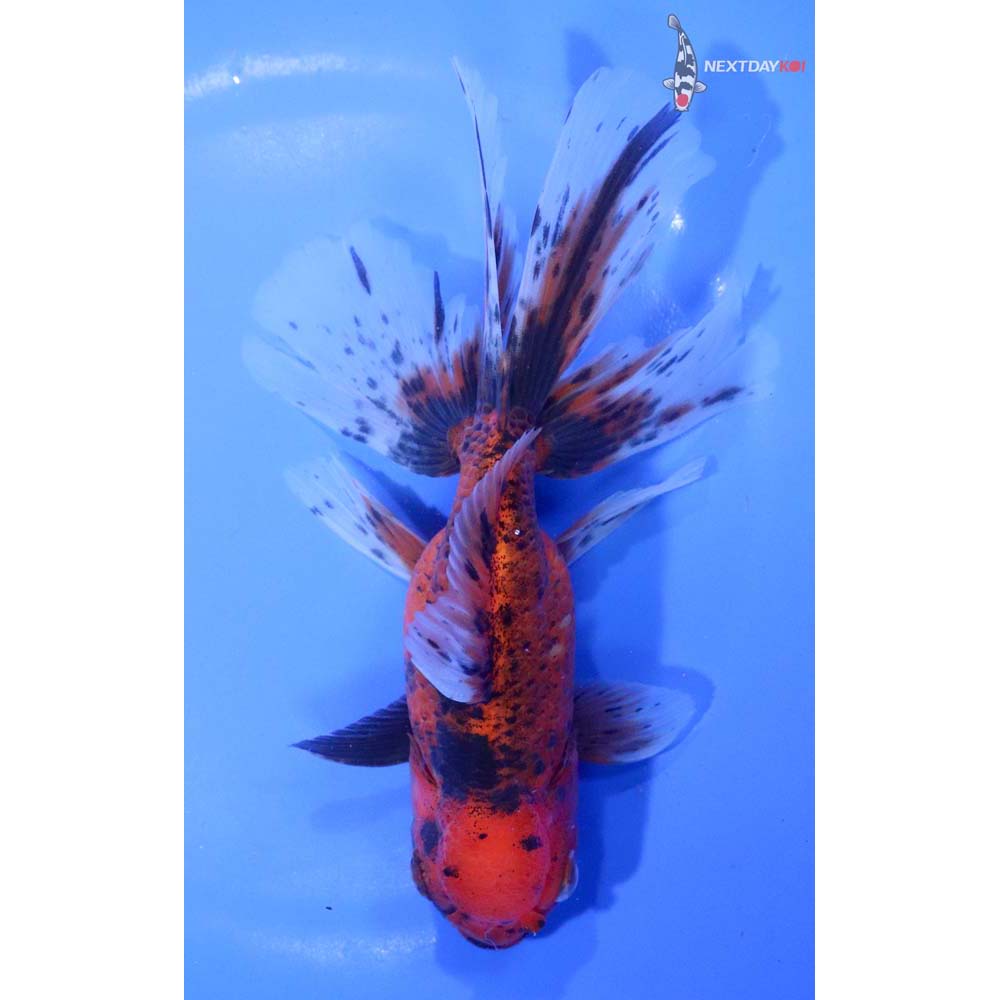 6” Imported Calico Oranda