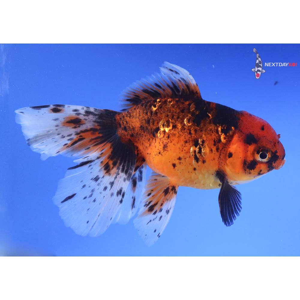 6” Imported Calico Oranda