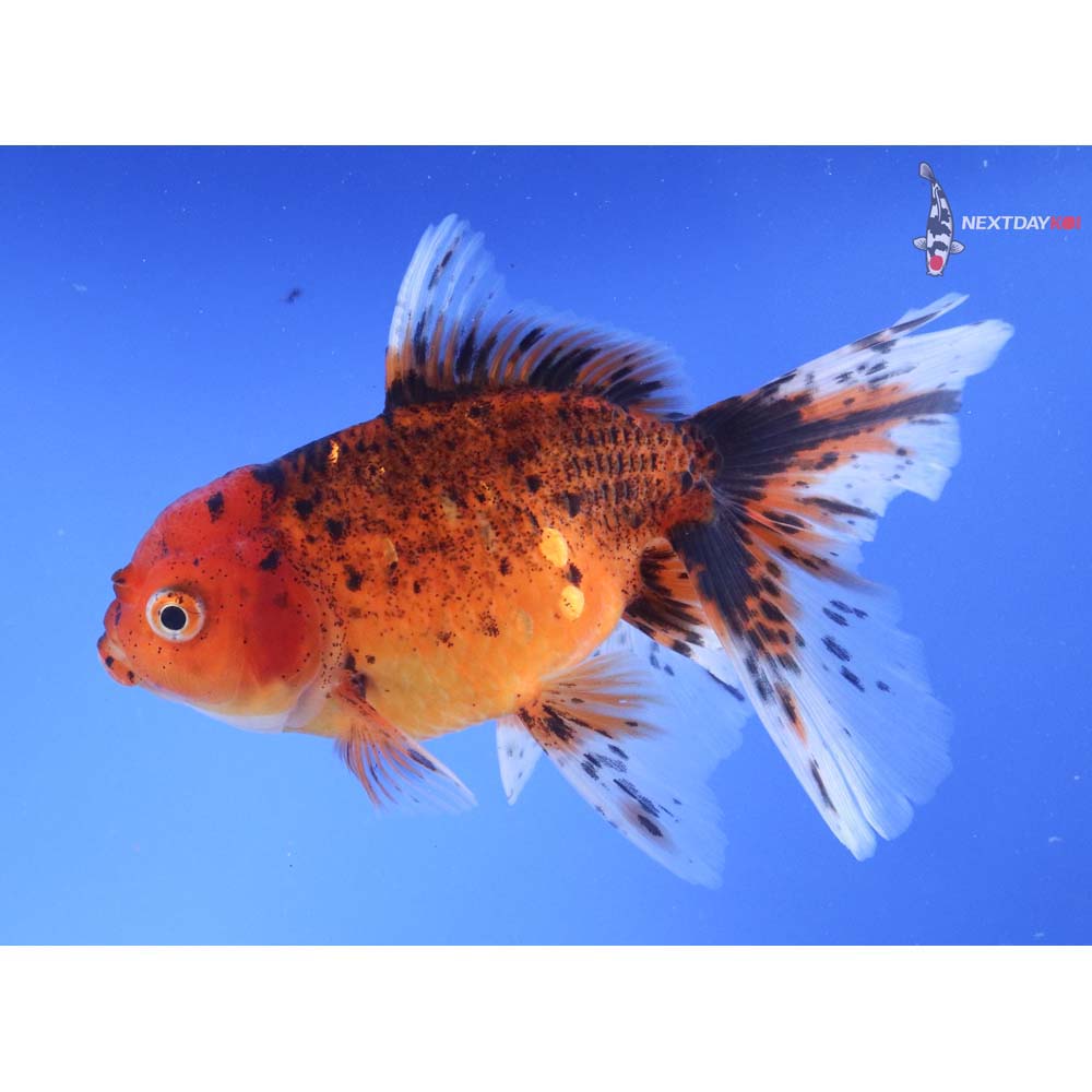 6” Imported Calico Oranda