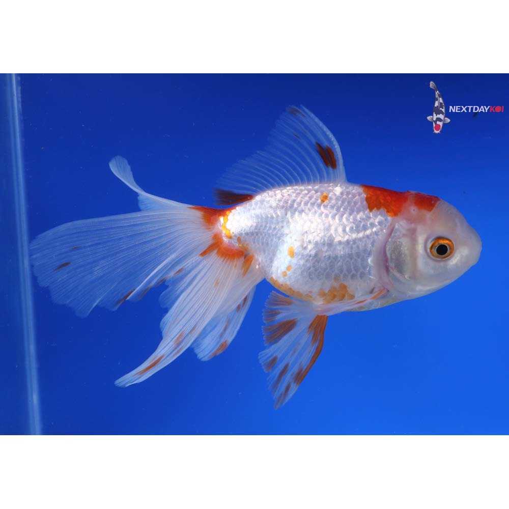 6” Imported Red and White Oranda