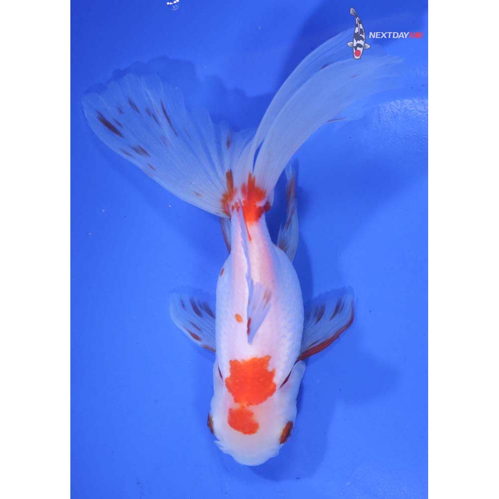 6” Imported Red and White Oranda