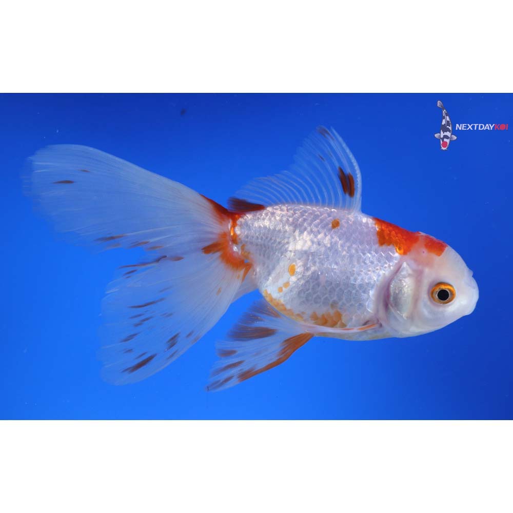 6” Imported Red and White Oranda