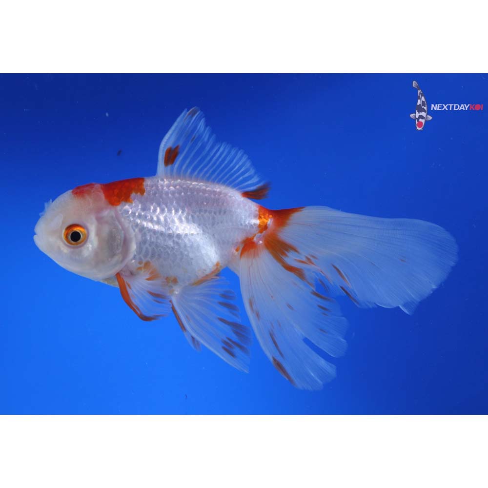 6” Imported Red and White Oranda