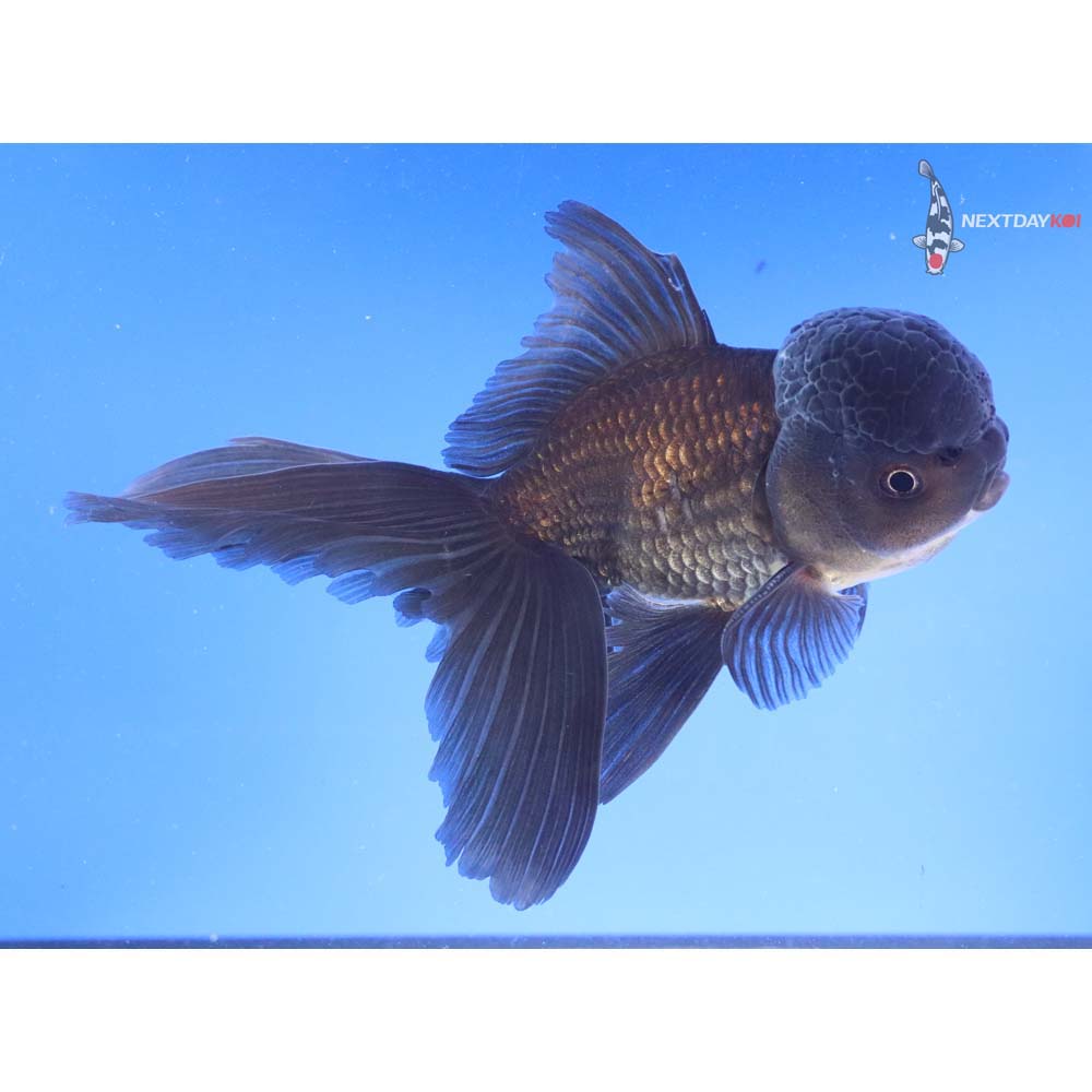 6” Imported Male Black Oranda