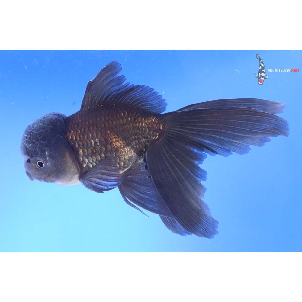 6” Imported Male Black Oranda