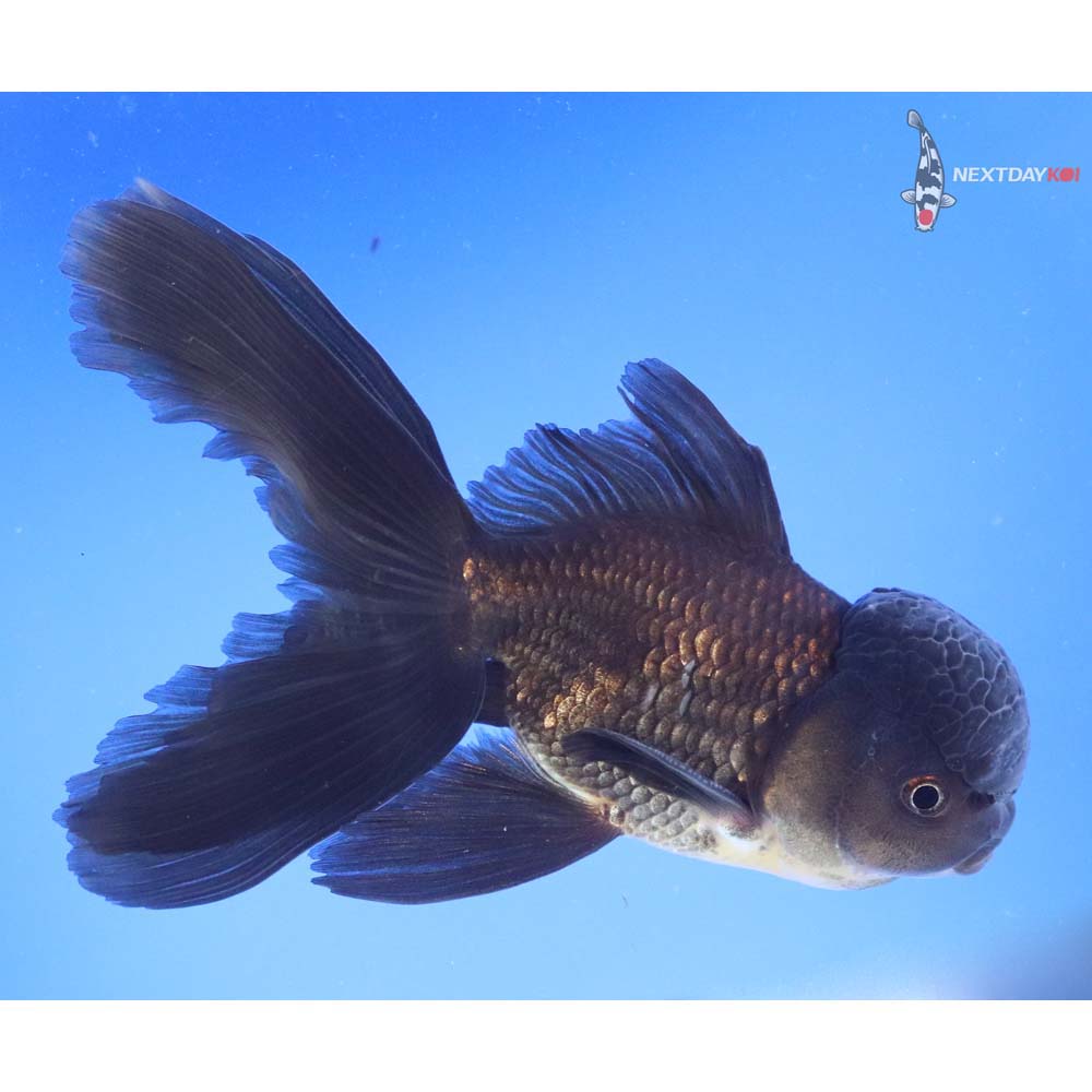 6” Imported Male Black Oranda