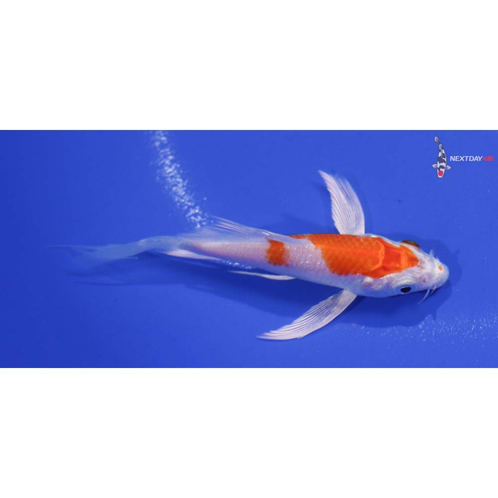 3.5” Imported Hariwake Butterfly Koi