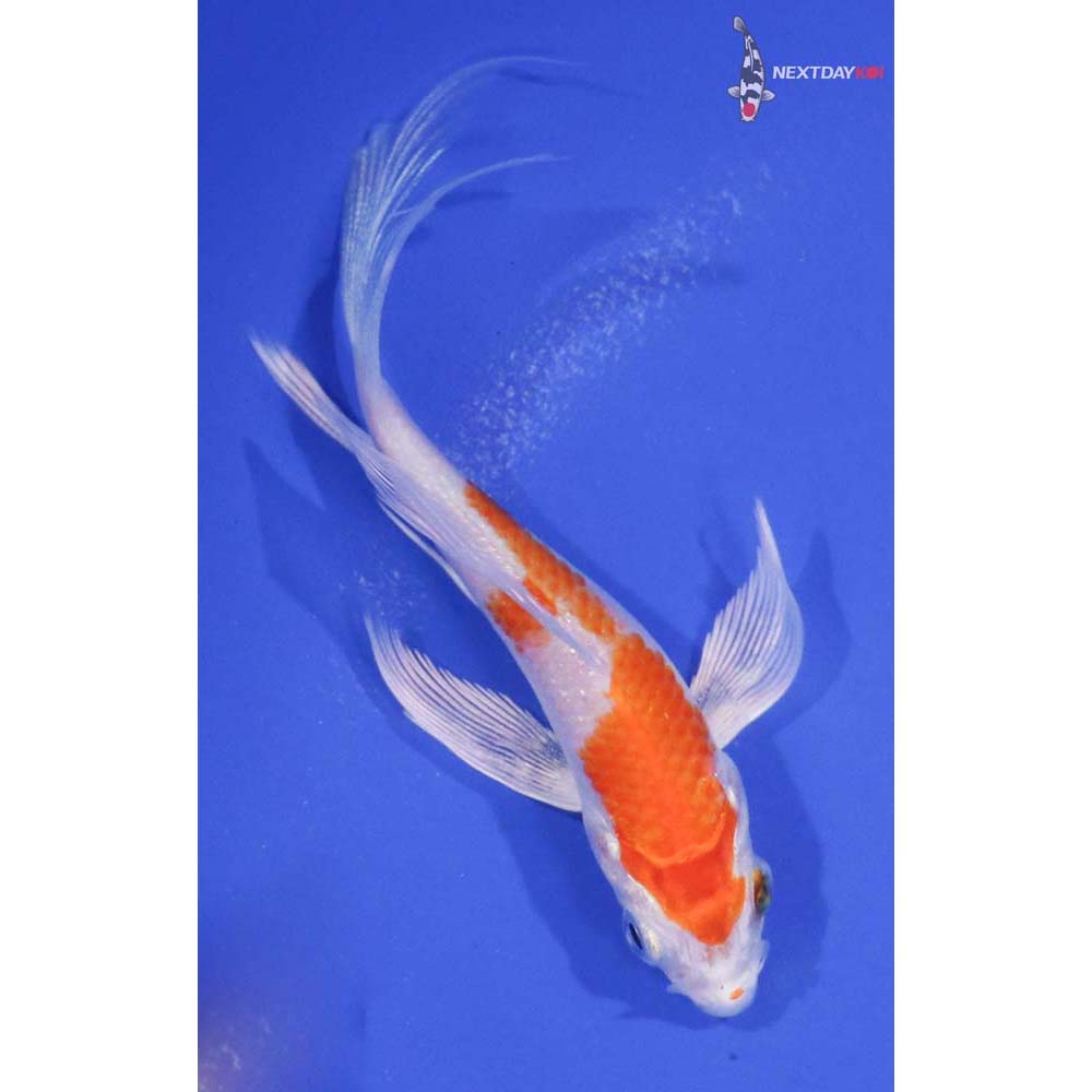 3.5” Imported Hariwake Butterfly Koi
