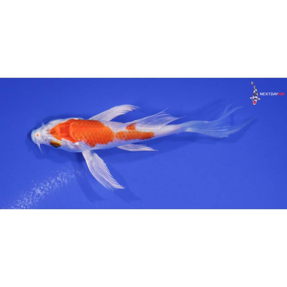 3.5” Imported Hariwake Butterfly Koi
