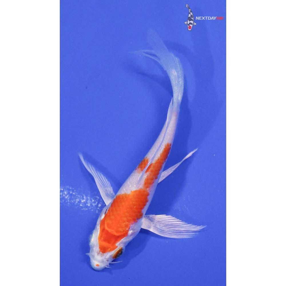 3.5” Imported Hariwake Butterfly Koi