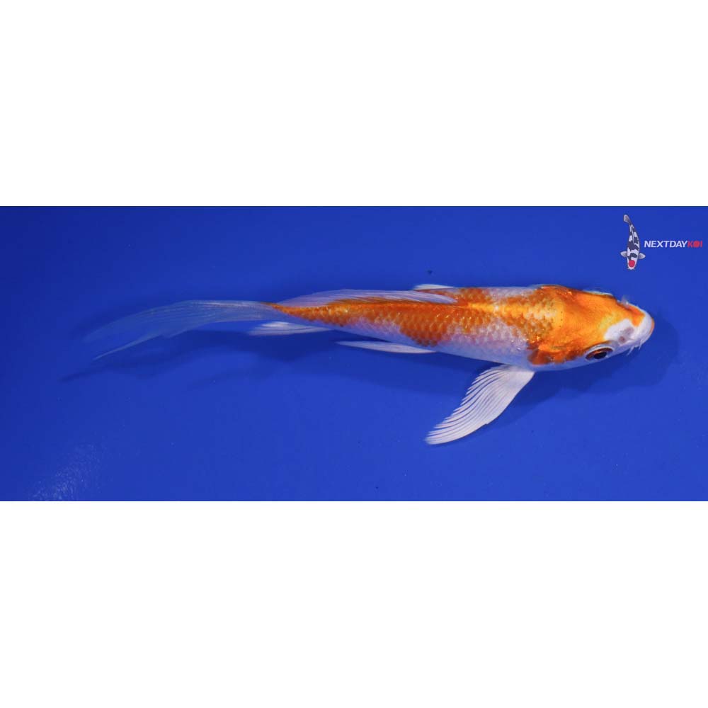 4” Imported Hariwake Butterfly Koi