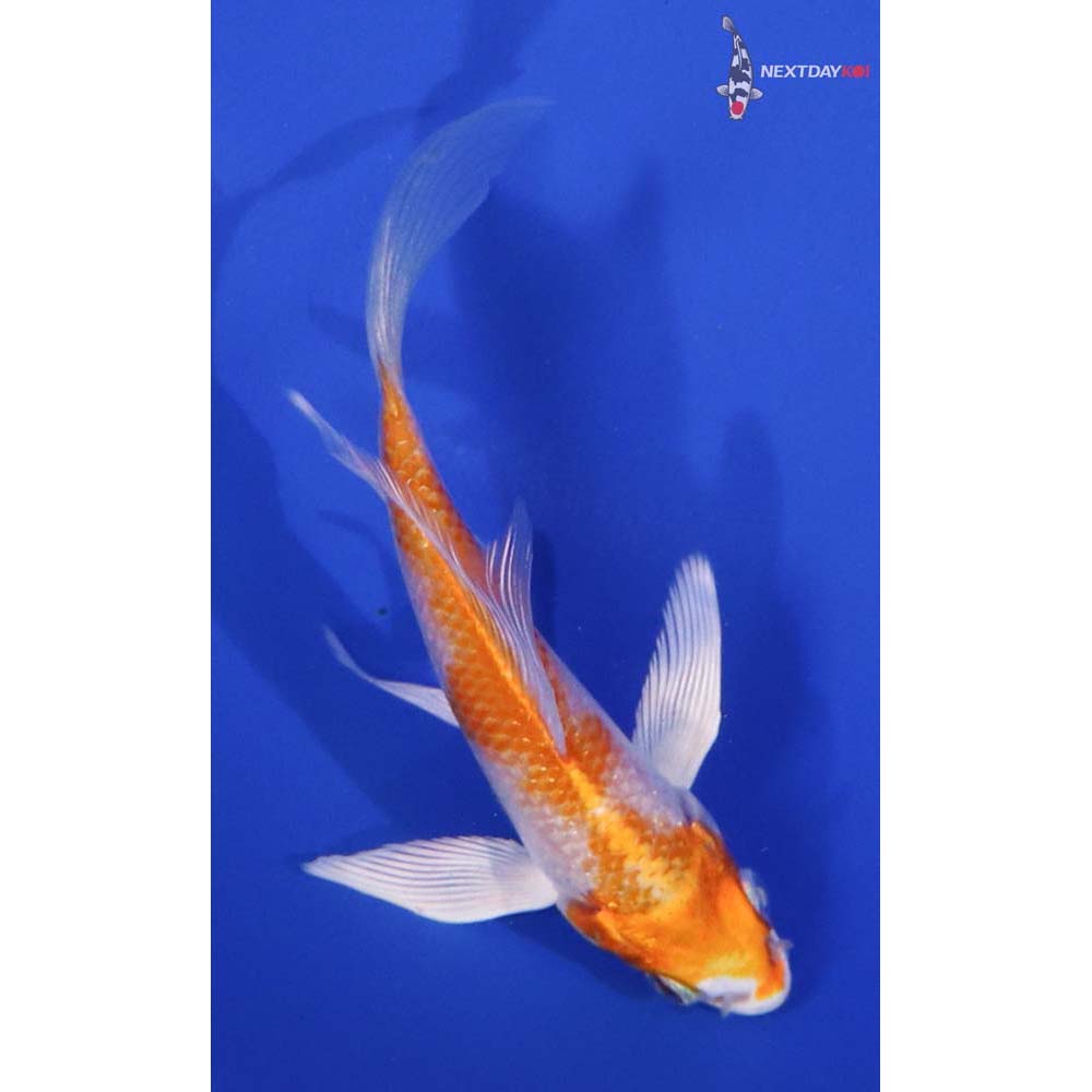 4” Imported Hariwake Butterfly Koi
