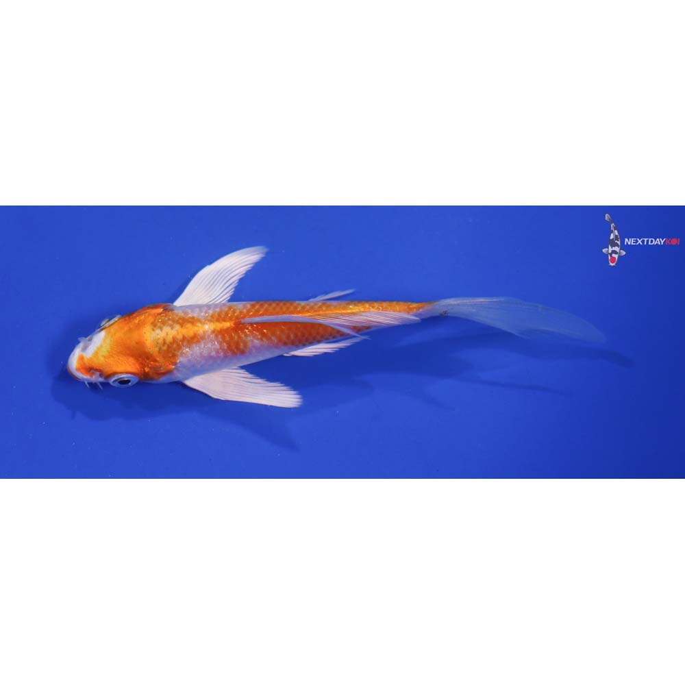 4” Imported Hariwake Butterfly Koi