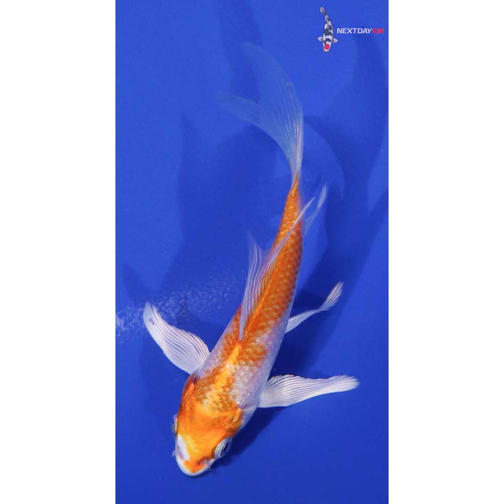 4” Imported Hariwake Butterfly Koi