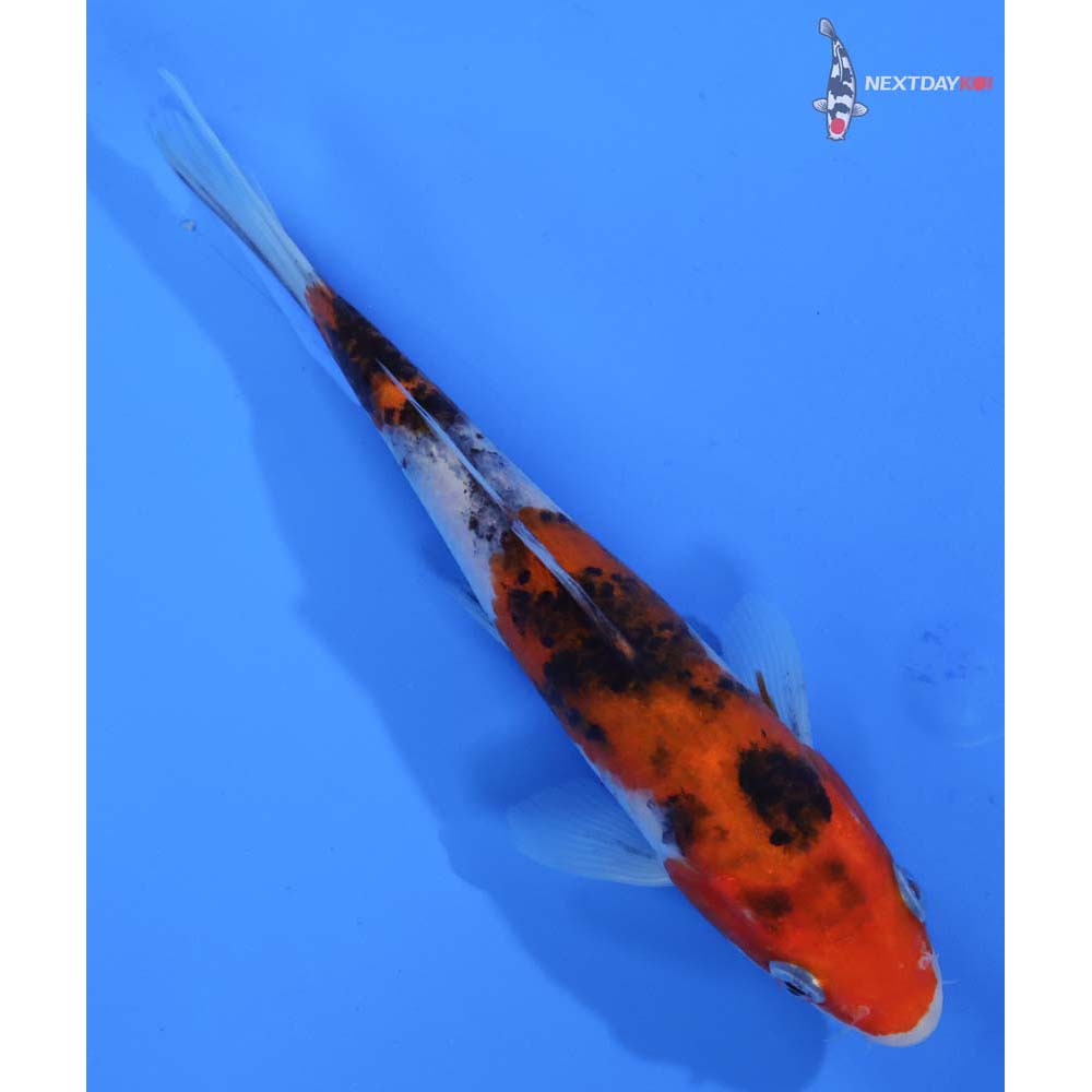 6.5” Imported Sanke