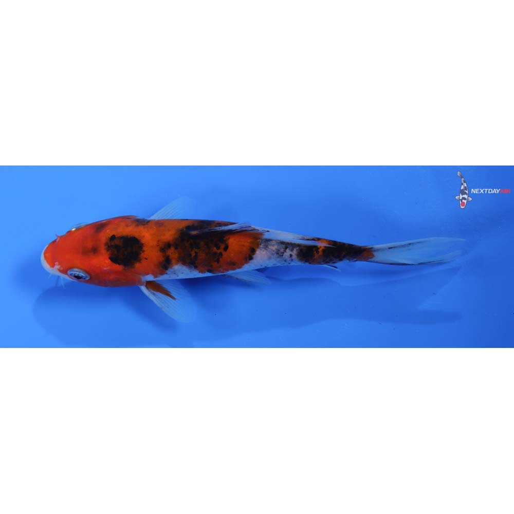 6.5” Imported Sanke