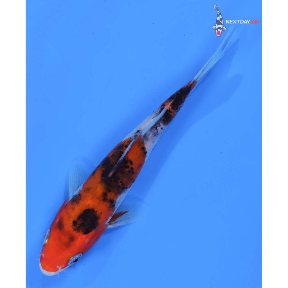 6.5” Imported Sanke