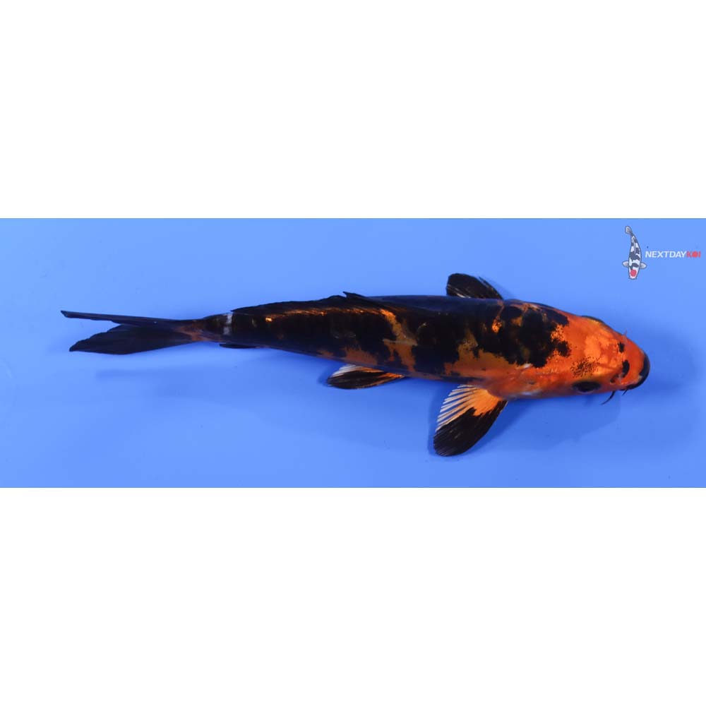 6.5” Imported Doitsu Kin Aka Bekko