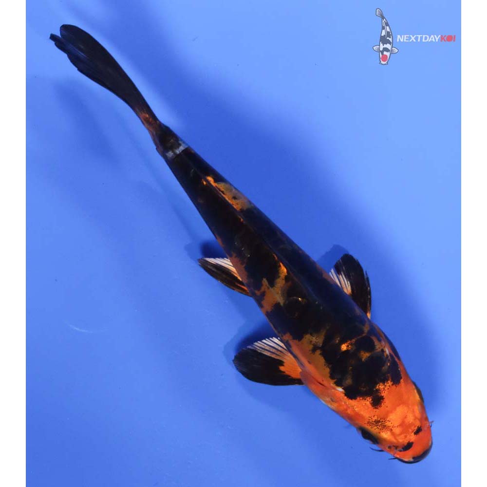 6.5” Imported Doitsu Kin Aka Bekko