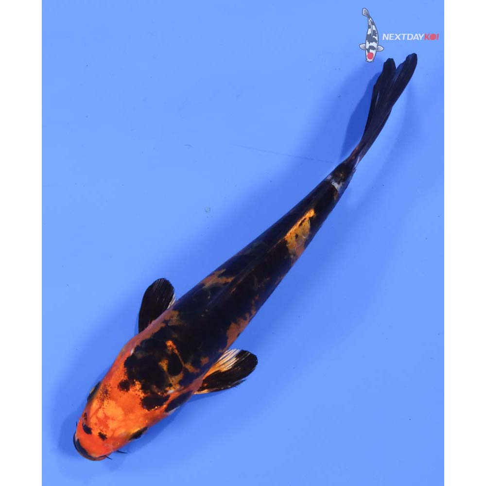 6.5” Imported Doitsu Kin Aka Bekko