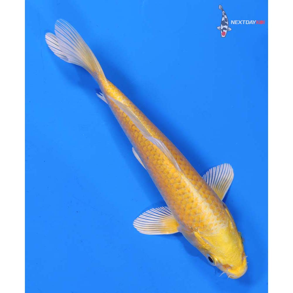 6.5” Imported Yamabuki Ogon