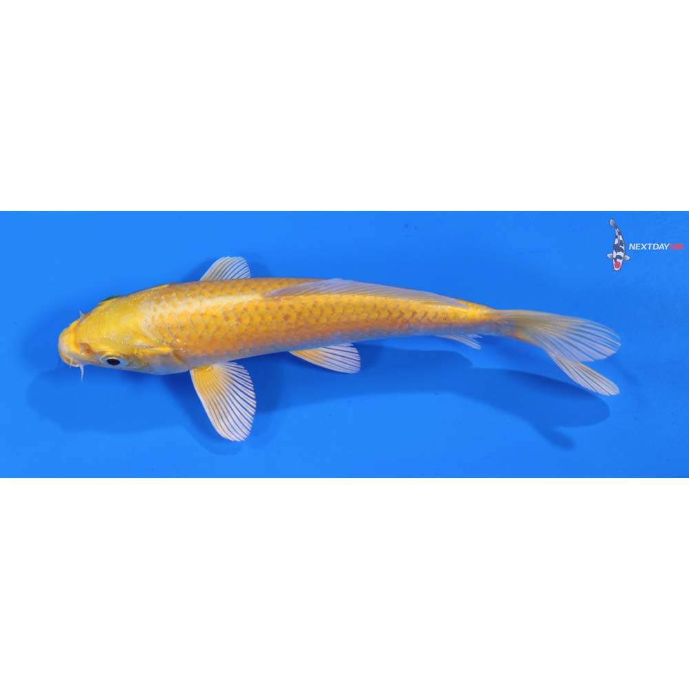 6.5” Imported Yamabuki Ogon