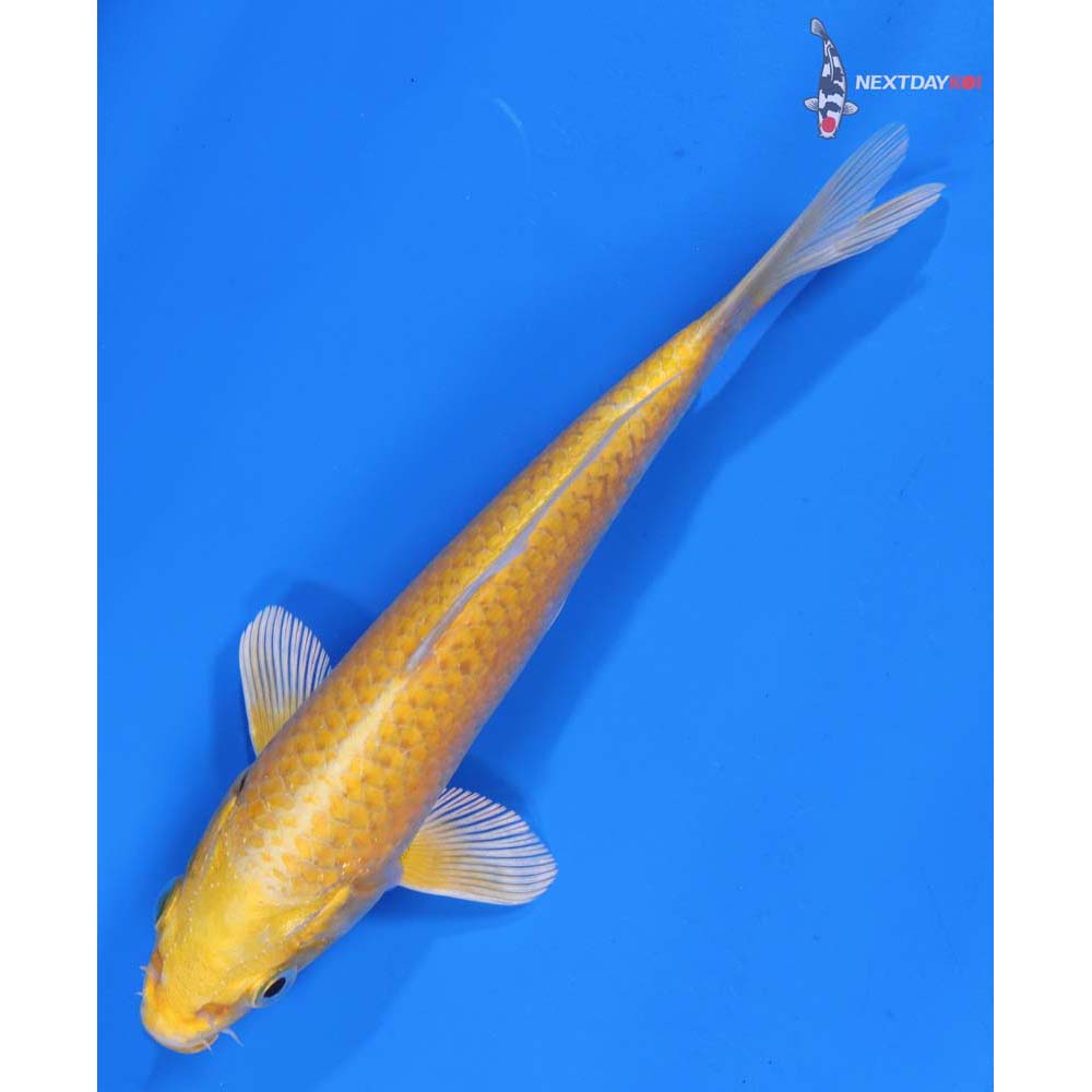 6.5” Imported Yamabuki Ogon