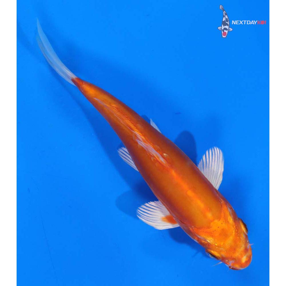 6.5” Imported Kikusui