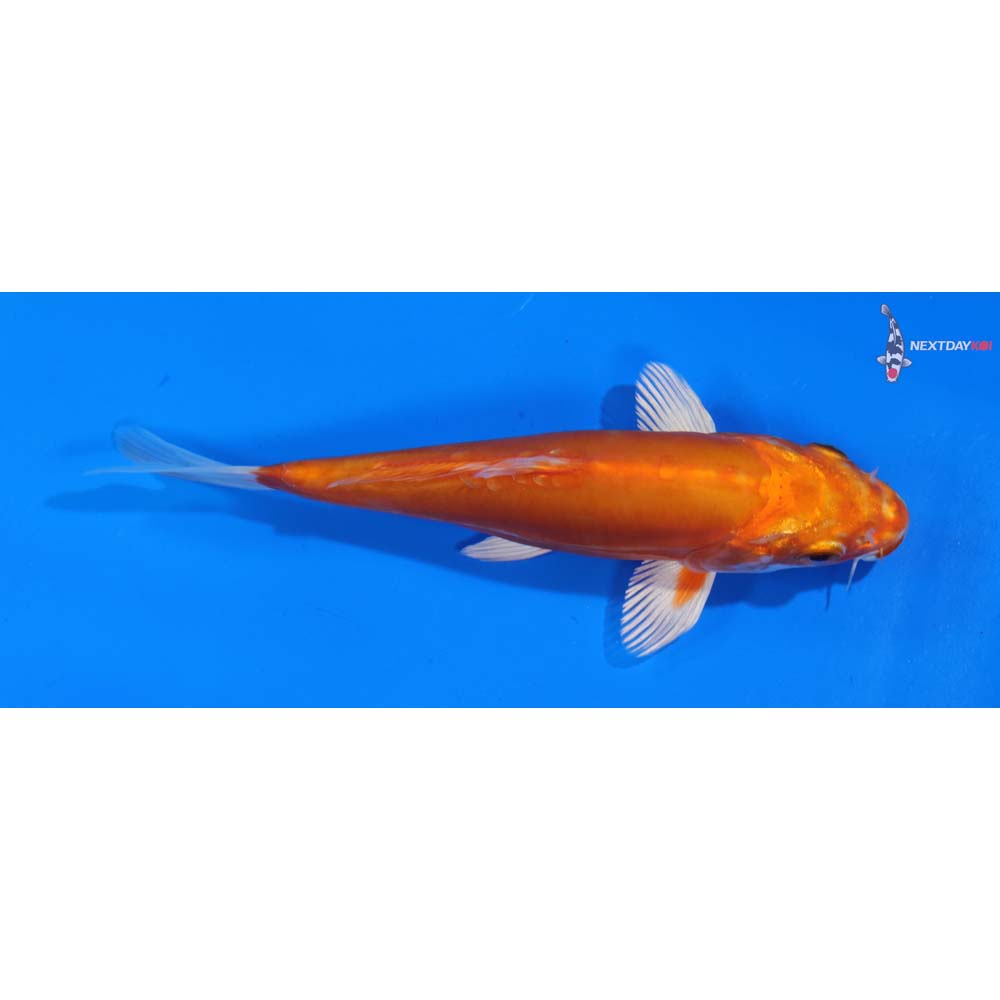 6.5” Imported Kikusui