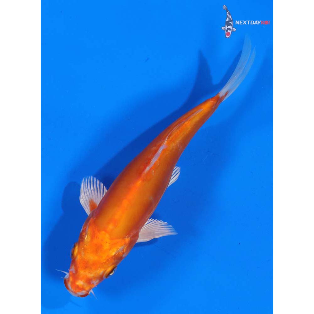 6.5” Imported Kikusui
