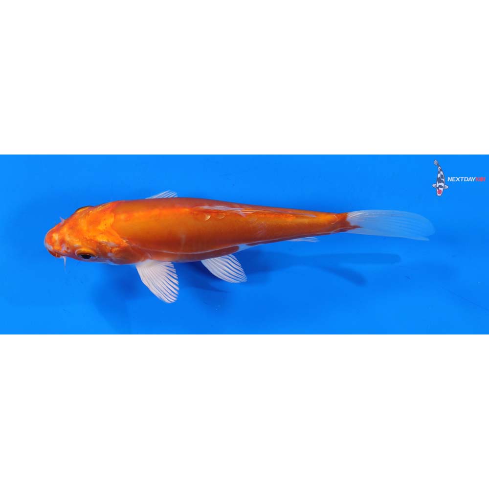 6.5” Imported Kikusui