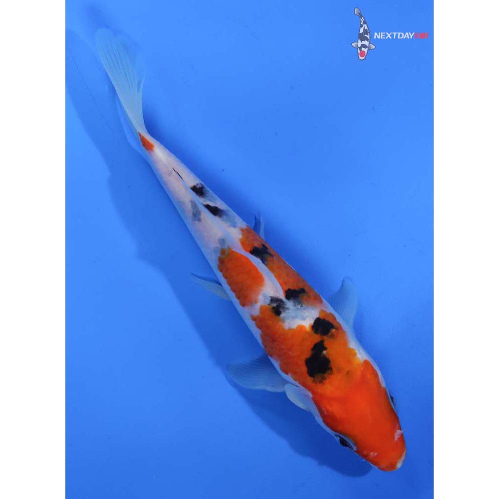 6.5” Imported Sanke