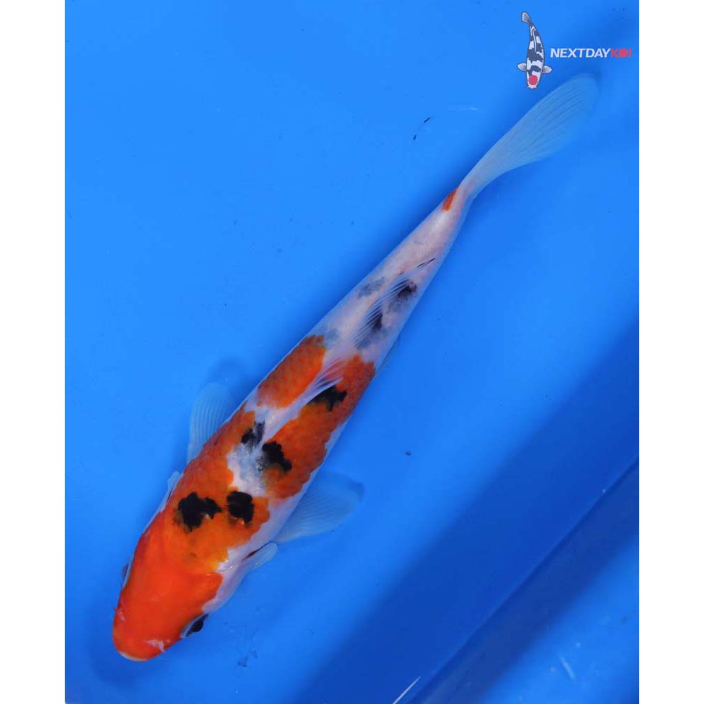 6.5” Imported Sanke