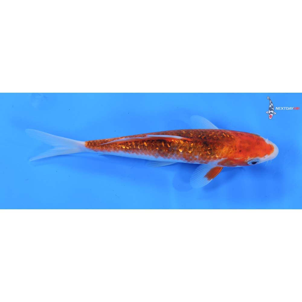 6.5” Imported Gin Rin Goromo